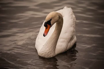 Acrylic prints Swan Mute swan Cygnus olor swimming in water