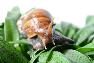 Land snail, Helix sp., Phylum Mollusca, Central of Thailand