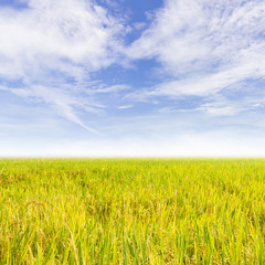 Obraz premium Rice field and the blue sky