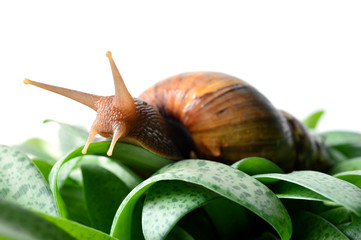 Land snail, Helix sp., Phylum Mollusca, Central of Thailand
