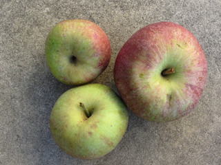 Ripe apples hand picked from the tree in a Tuscan farm