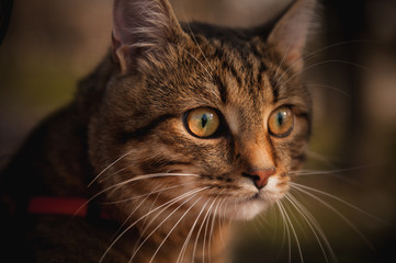 home cat portrait on blurred background