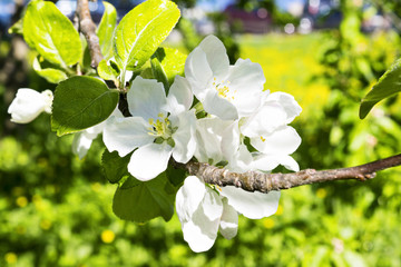 Apple tree flowers close