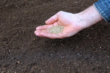 Sowing grass seed into the soil on the lawn