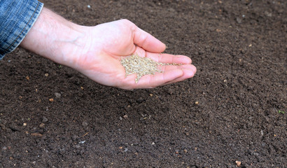 Sowing grass seed into the soil on the lawn