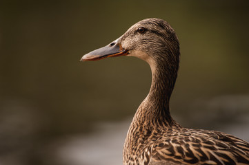 female duck portrait on blurred background