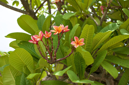 Luntom or Plumeria pink flower with green leaves