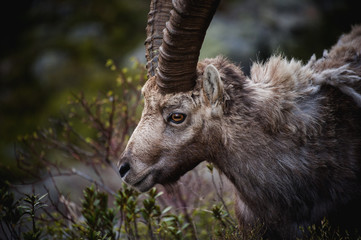 Portrait of antler Alpine Ibex, Capra ibex, with rocks in background,