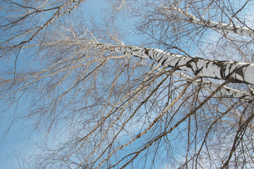 birch trees against the sky