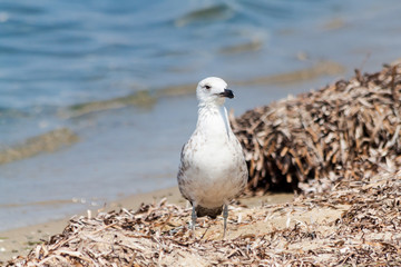 Seagull on the beach on the island of Thassos