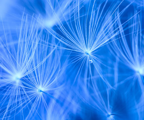 Dandelion abstract background
