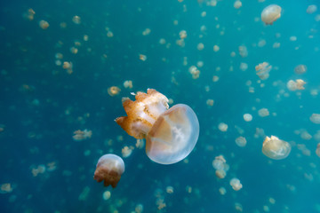 Jellyfish Lake