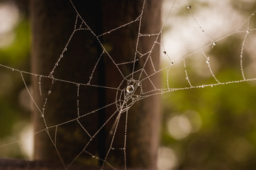 Spider net with water drops
