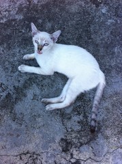 White Cat
