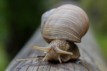 Weinbergschnecke
