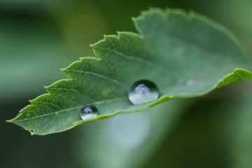 Tropfen auf Blatt