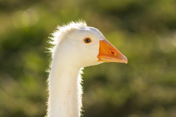 kopf einer jungen männlichen hausgans / Head of young male domestic goose