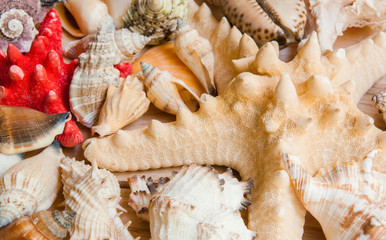 Obraz premium Collection of seashells on a wooden background