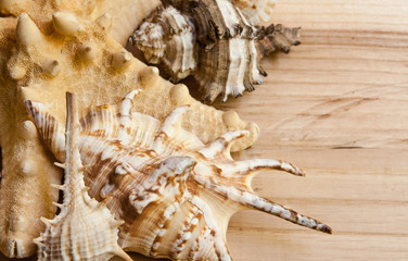 Collection of seashells on a wooden background