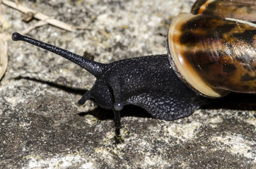 Chiocciola nera - primo piano