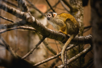 Black capped squirrel monkey in a tree
