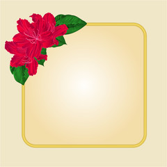 Golden frame  with red rhododendron vector