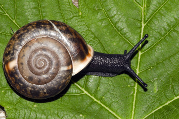 Chiocciola nera su foglia
