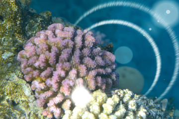 the effects of sunlight through water corals in the Red Sea