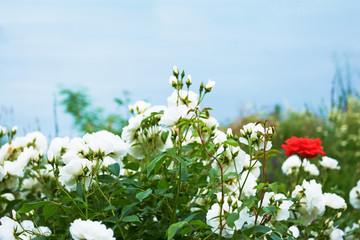 Blooming seafront city