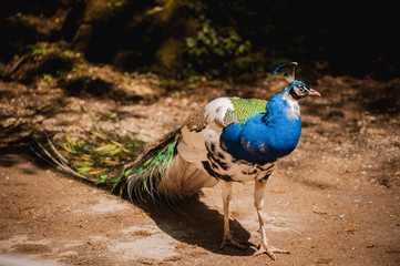 Peacock photographed from side with colourful tail in foreground