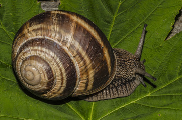 Chiocciola sulla foglia