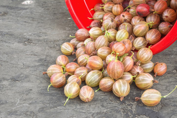 gooseberry