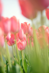 soft red tulips with sky in background