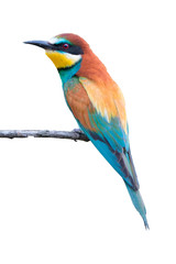 European bee-eater on white