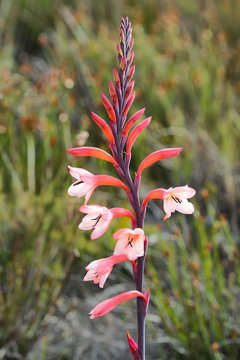 Watsonia tabularis - a Fynbos species growing on the top of Table Mountain, Cape Town, South Africa
