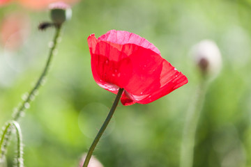 Closed up red poppy flower in Chiang-Mai, Thailand