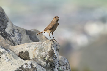 Female House Sparrow; Passer domesticus