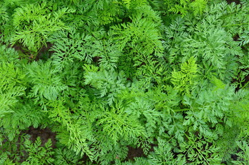Carrot tops