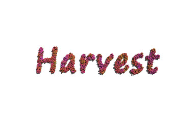 harvest text flower with white background