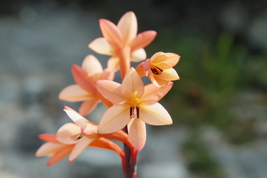 Watsonia tabularis - a Fynbos species growing on the top of Table Mountain, Cape Town, South Africa