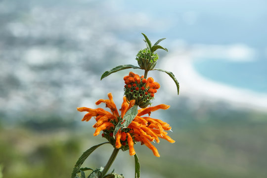 Leonotis leonurus flower in South Africa