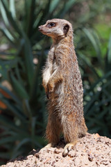 meerkat