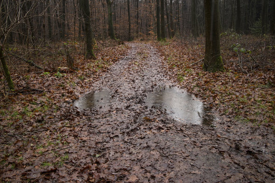 Matschiger Waldweg