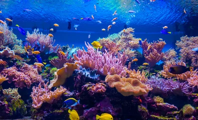 Crédence de cuisine en verre imprimé Récifs coralliens poissons tropicaux sur un récif de corail