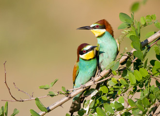 Bee-eater couple