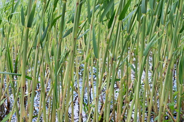 Obraz premium background green bulrush