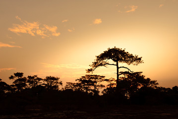 Naklejka na ściany i meble Silhouetted of pine tree at sunrise.