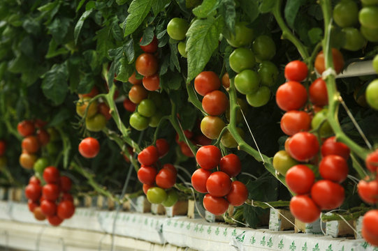 Hydroponic Tomatoes Growing In A Greenhouse