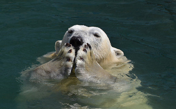 Полярный медведь в воде.