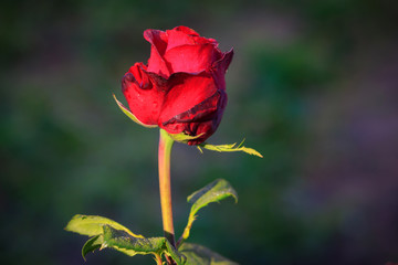 red rose flower
